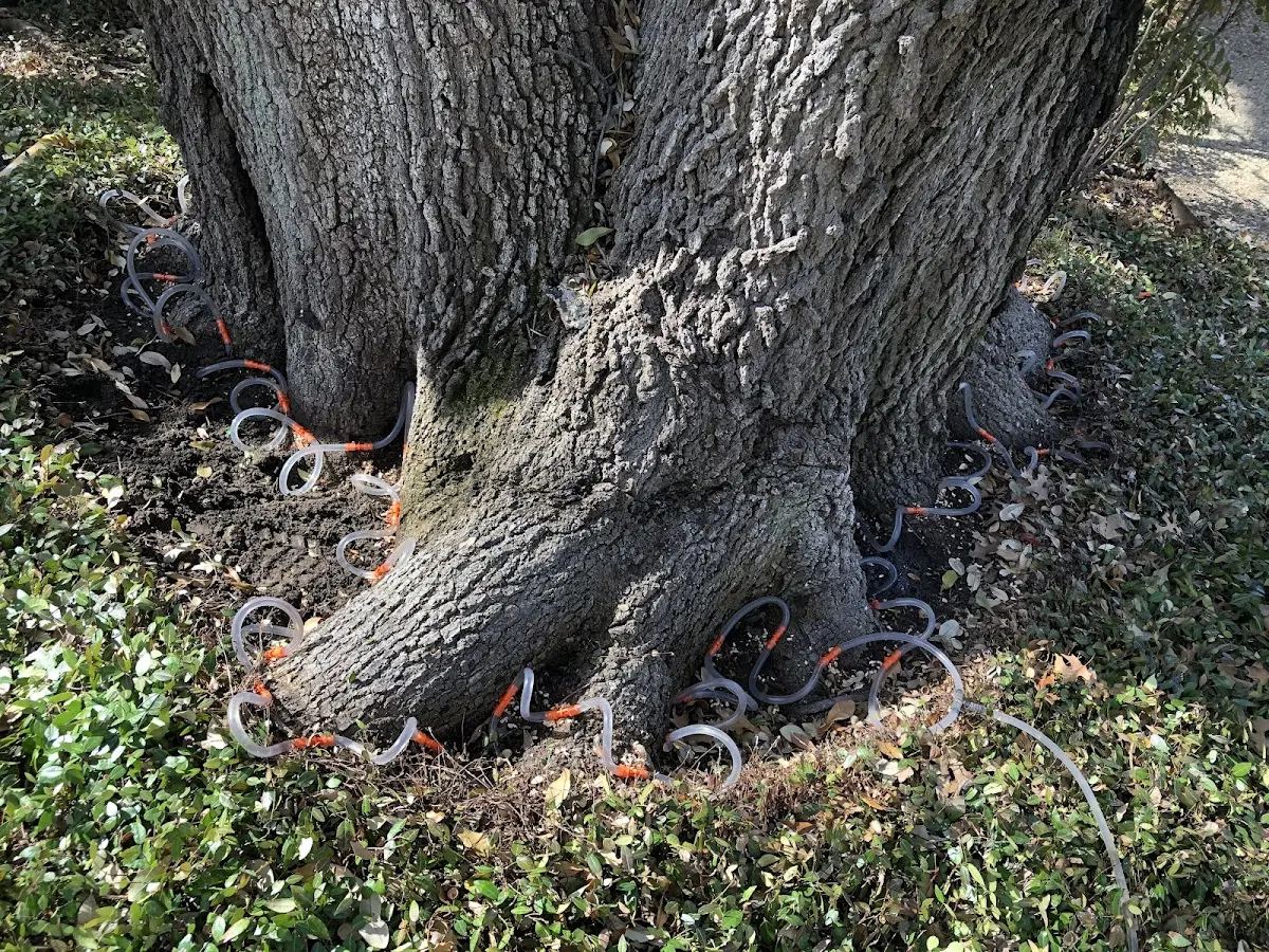 Detailed Tree Cabling and Bracing job site in Pennington Gap