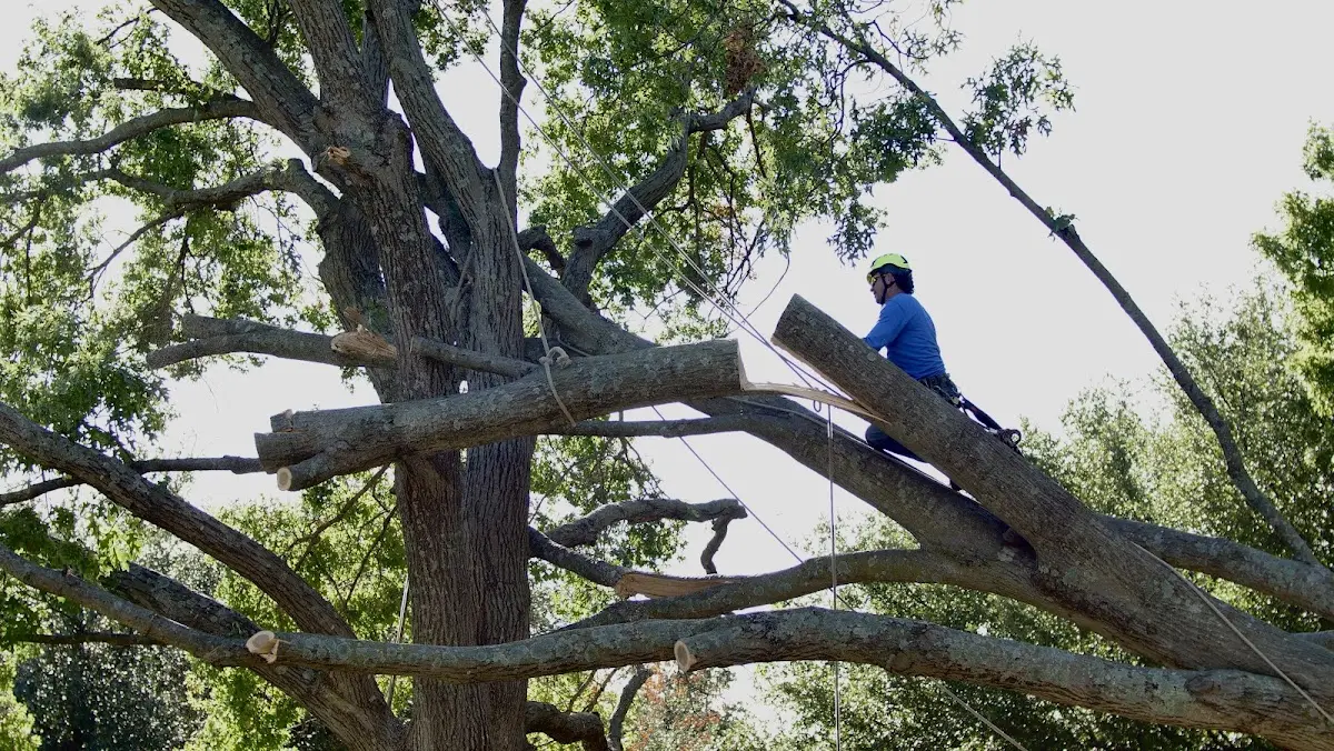 Professional Crown Thinning performed by certified arborists in Pennington Gap
